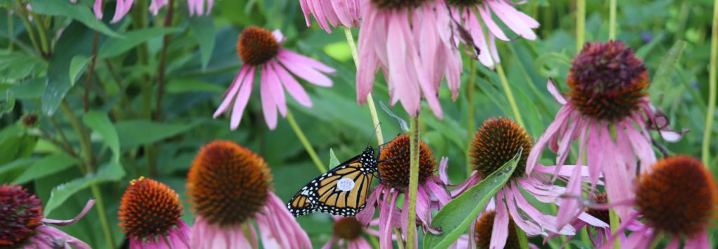 butterfly garden